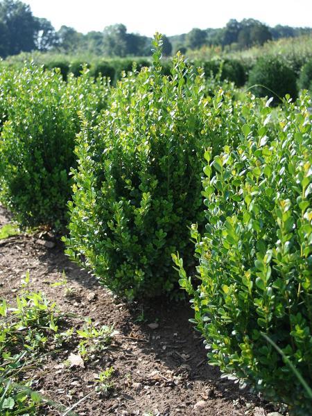 Buxus Newgen® Freedom nr2