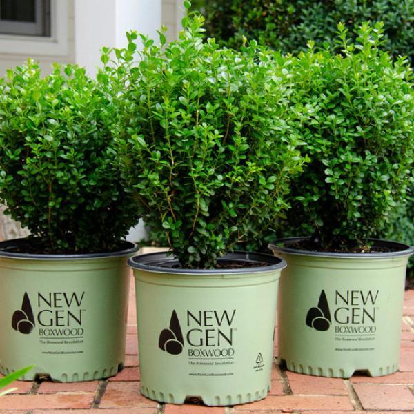 Buxus Newgen® Freedom nr3