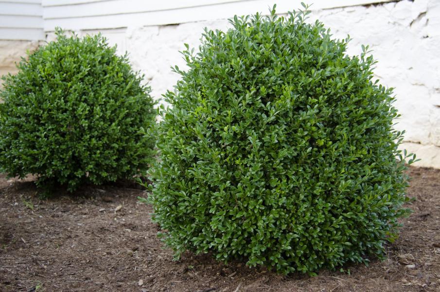 Buxus Newgen® Independence nr1