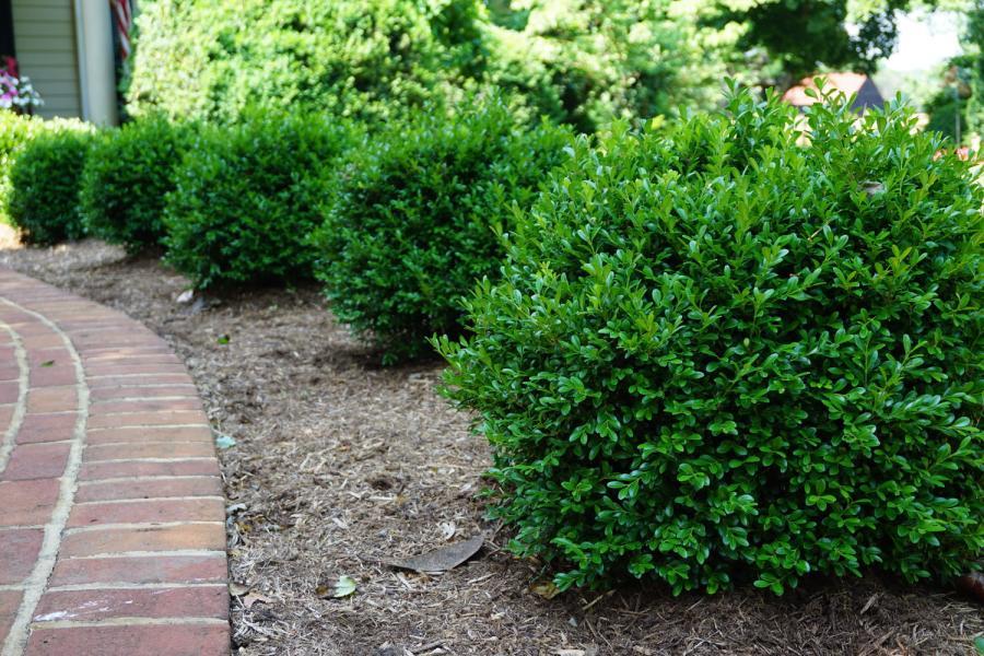 Buxus Newgen® Independence nr2