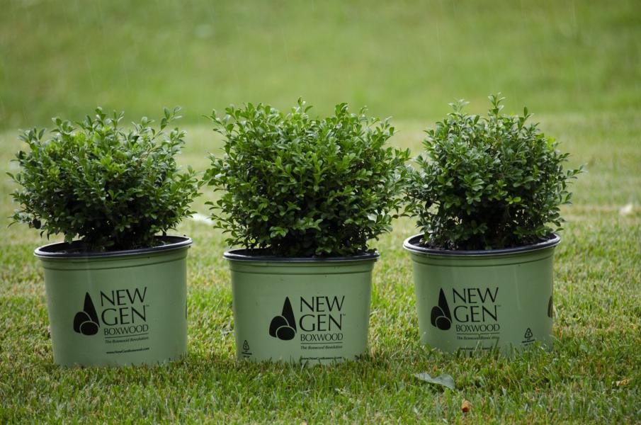 Buxus Newgen® Independence nr3