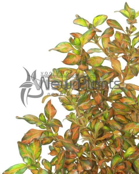 Coprosma //