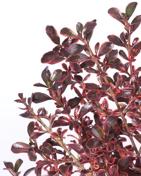 Coprosma //