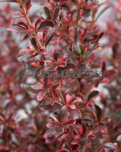 Coprosma //