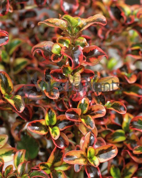 Coprosma //