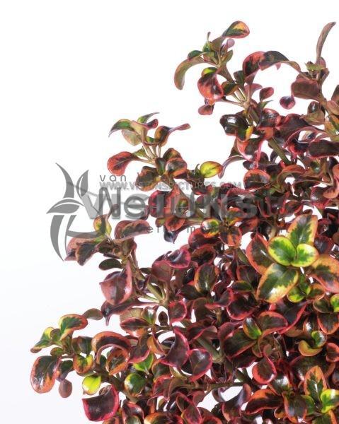 Coprosma //