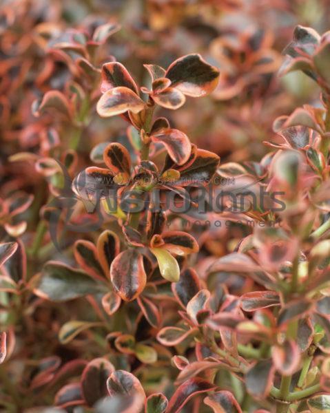 Coprosma //