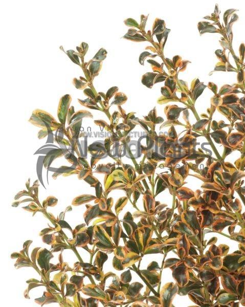 Coprosma //