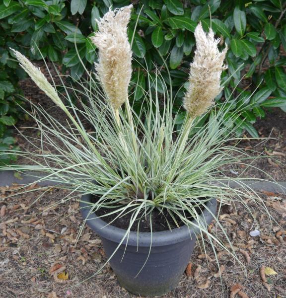 Cortaderia selloana Tiny Pampa Silver nr1