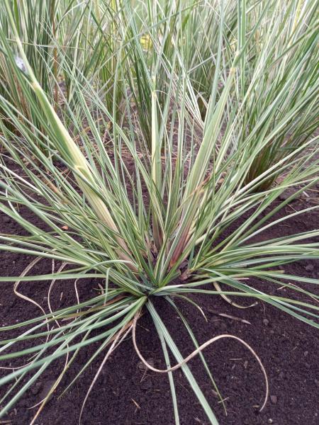 Cortaderia selloana Tiny Pampa Silver nr2