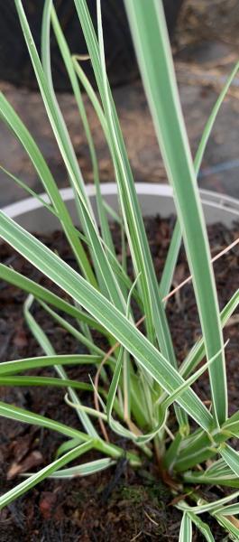 Cortaderia selloana Tiny Pampa Silver nr3
