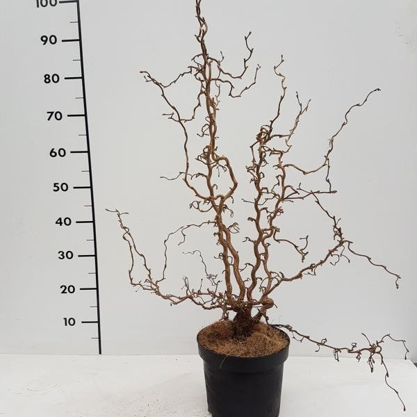 Corylus avellana Medusa  nr1