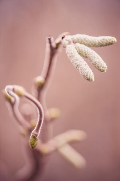 Corylus avellana Medusa  nr4