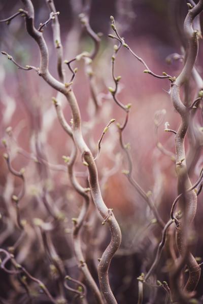 Corylus avellana Medusa  nr5