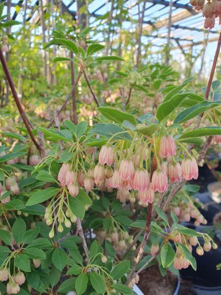 Enkianthus campanulatus Cracklin//