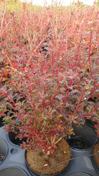 Enkianthus campanulatus Cracklin//