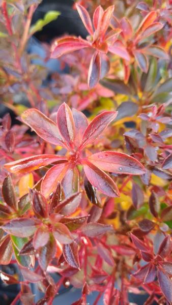 Enkianthus campanulatus Cracklin//