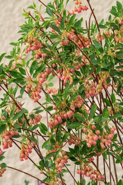 Enkianthus campanulatus Cracklin//