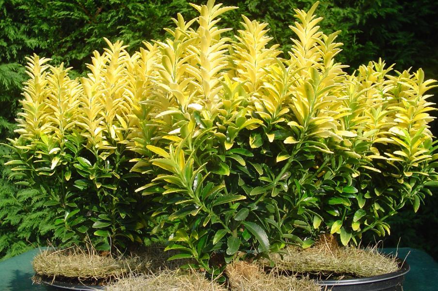 Euonymus Japonicus Happiness Pbr Van Vliet New Plants