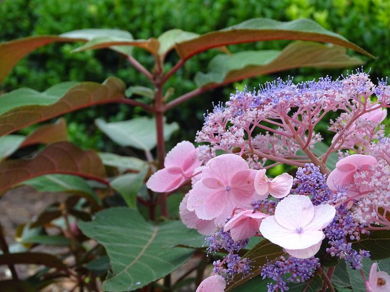 Hydrangea aspera Hot Chocolate® nr4
