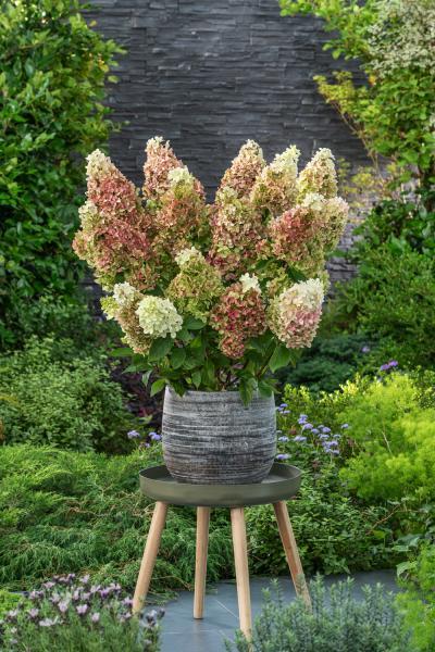 Hydrangea paniculata Ruby Hobbit nr1