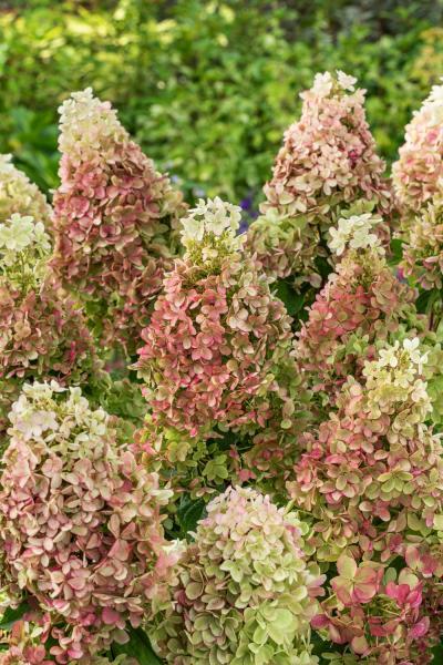 Hydrangea paniculata Ruby Hobbit nr2