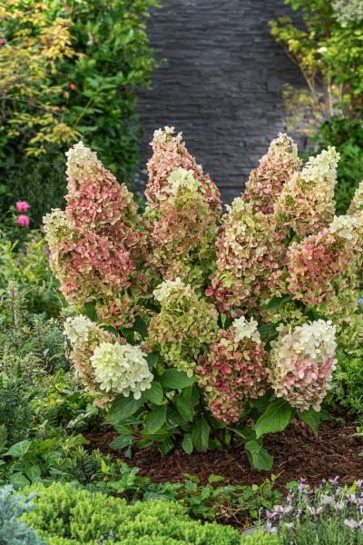 Hydrangea paniculata Ruby Hobbit nr3