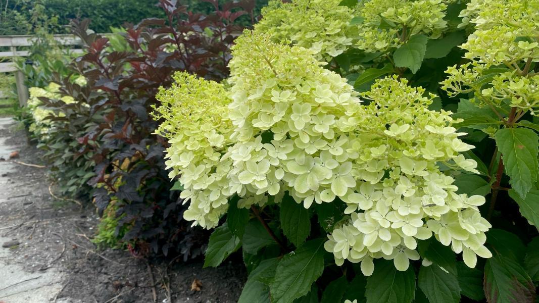 Hydrangea paniculata Ruby Hobbit nr1