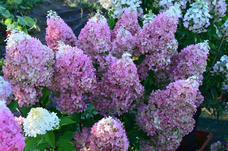 Hydrangea paniculata Ruby Hobbit nr2