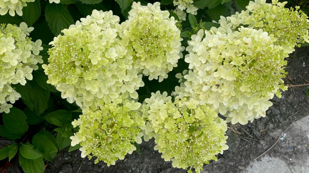 Hydrangea paniculata Ruby Hobbit nr3