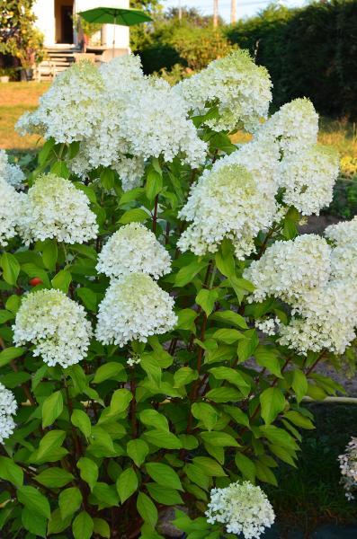 Hydrangea paniculata Minty Spirit nr1