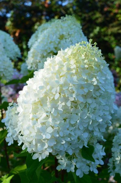 Hydrangea paniculata Minty Spirit nr2