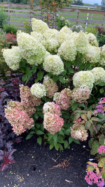 Hydrangea paniculata Minty Spirit nr3