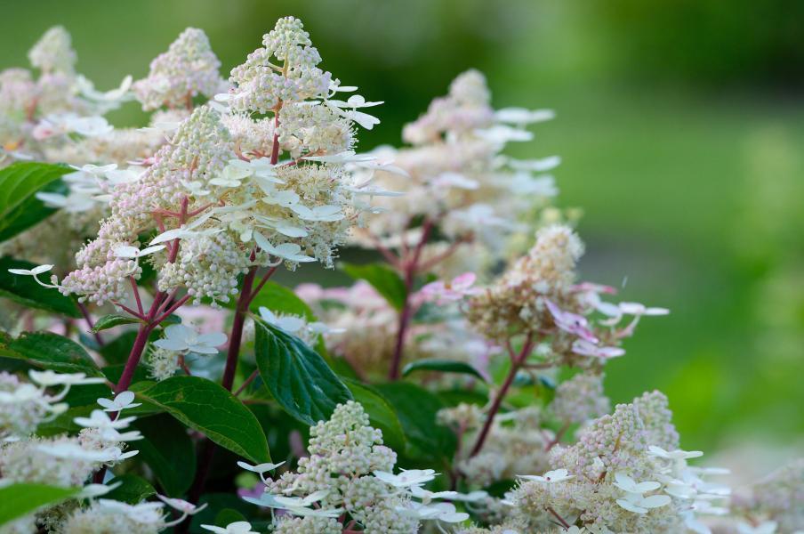 Hydrangea paniculata Early Harry nr3