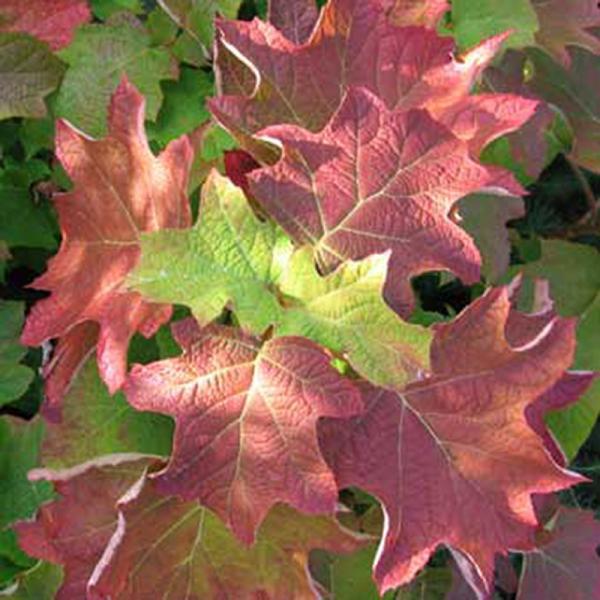 Hydrangea quercifolia Ice Crystal® nr3