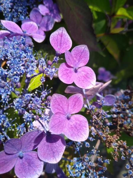 Hydrangea serrata //