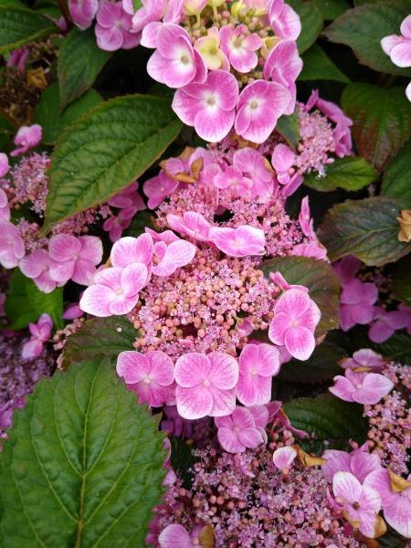Hydrangea serrata //