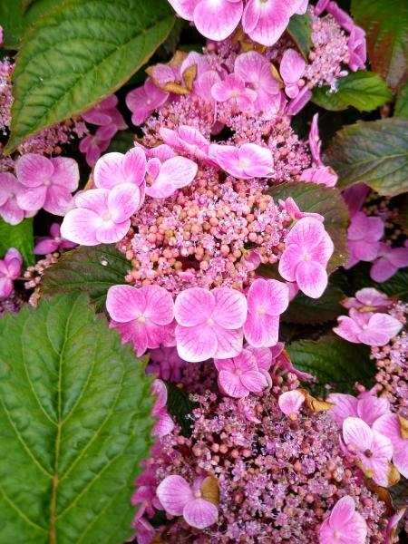Hydrangea serrata //