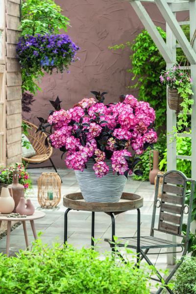 Hydrangea serrata Choco Black Velvet nr1