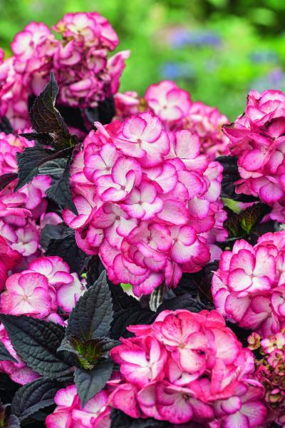 Hydrangea serrata Choco Black Velvet nr2