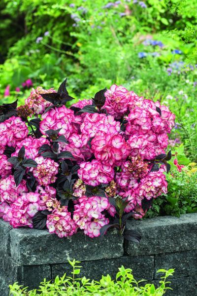 Hydrangea serrata Choco Black Velvet nr3
