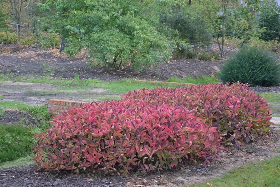 Hydrangea serrata Magic Pillow  nr1