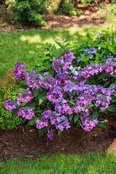 Hydrangea serrata //