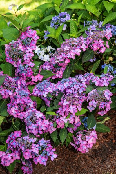 Hydrangea serrata //