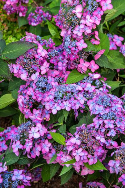 Hydrangea serrata //