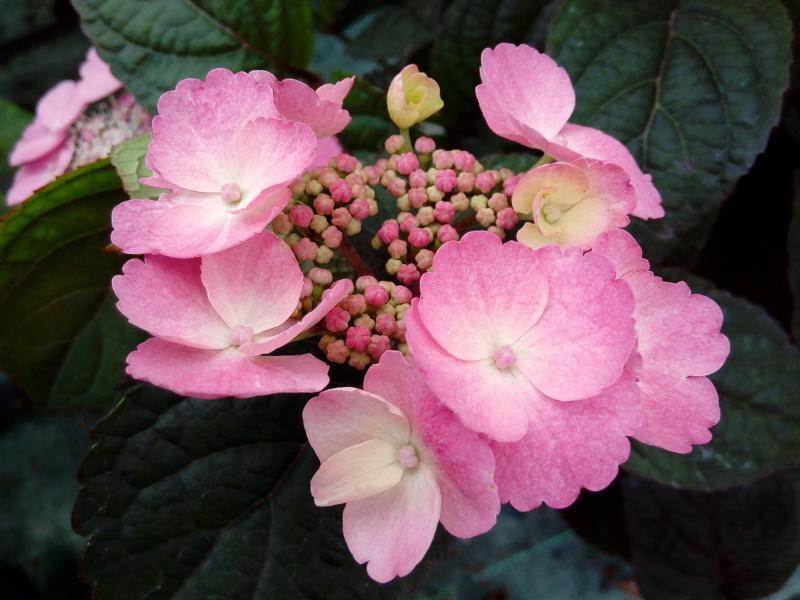 Hydrangea serrata Daredevil  nr1