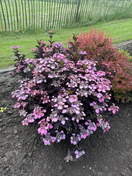 Hydrangea serrata Daredevil  nr3