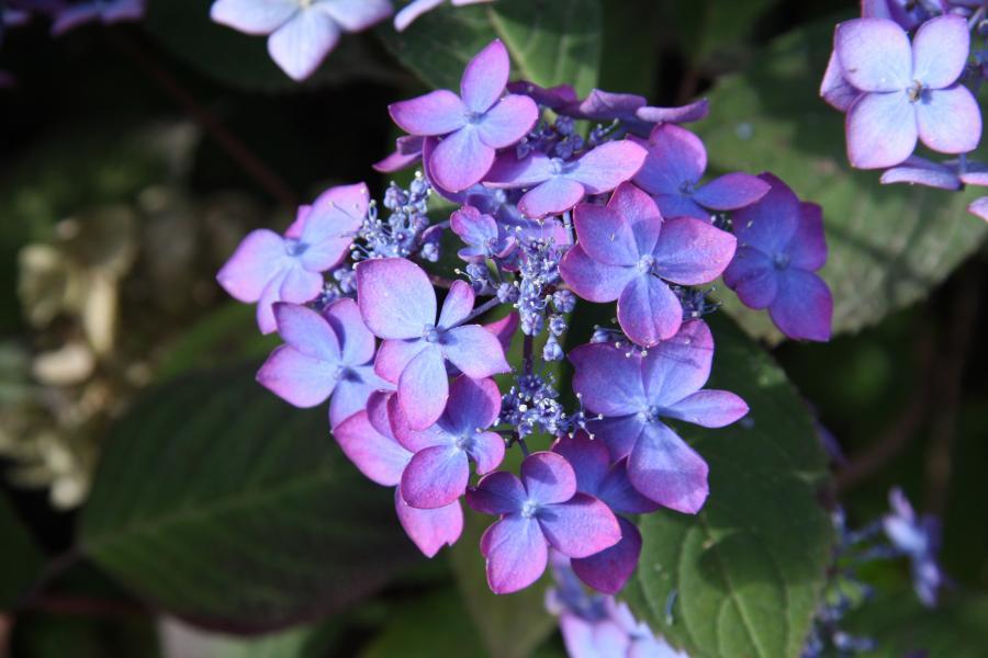 Hydrangea serrata //