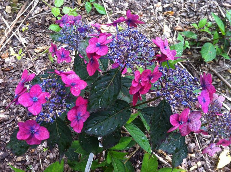 Hydrangea serrata //