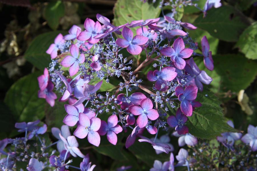 Hydrangea serrata //